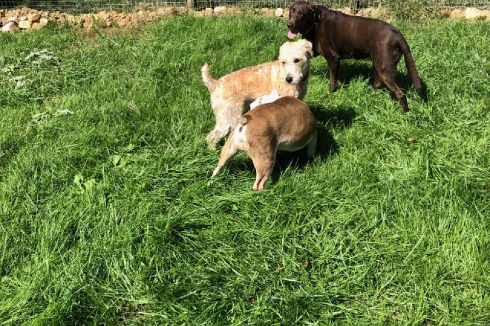 3dogs fence2