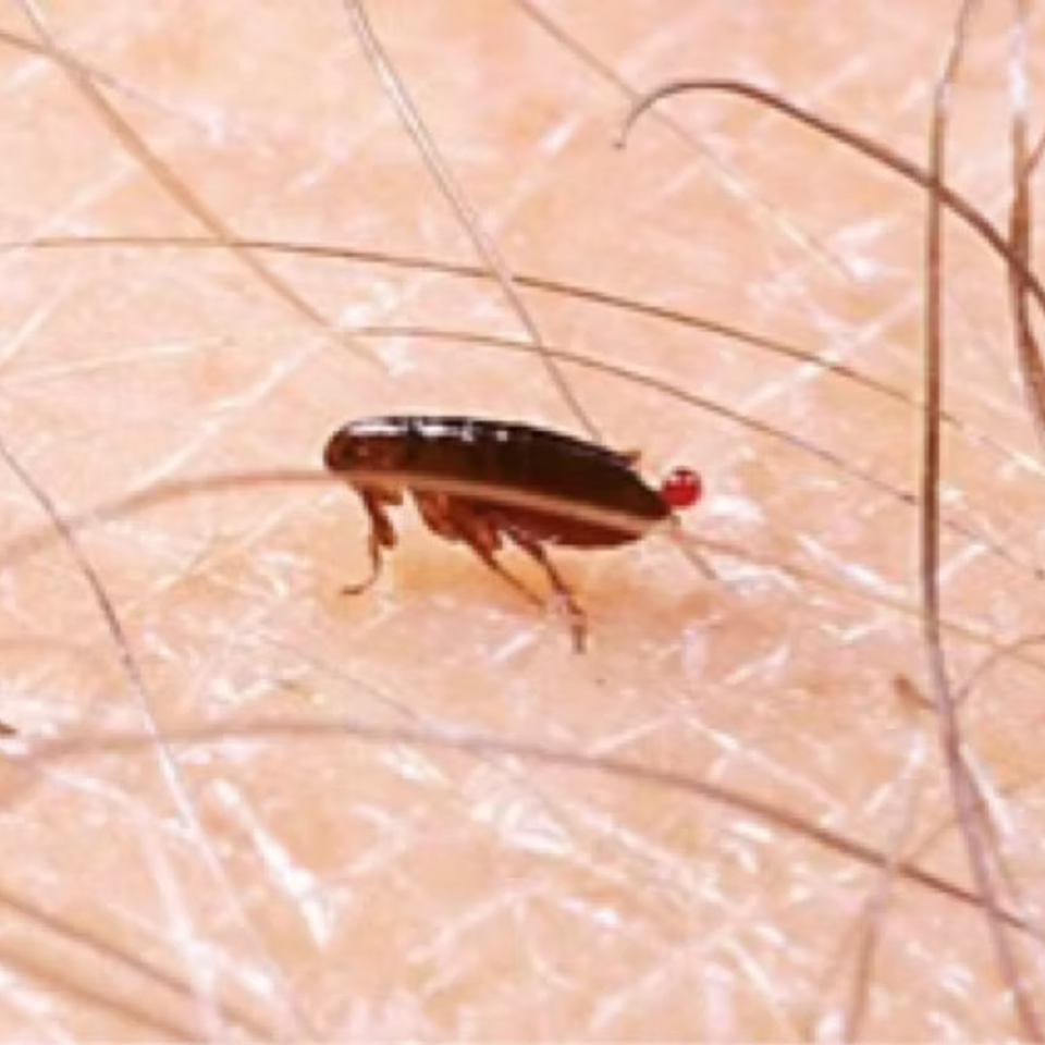 Pest12