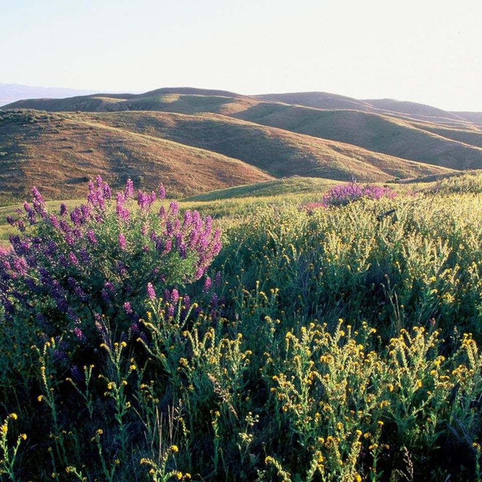 Chuckgraham carrizoplain img02720121211 21832 zt6buv 0