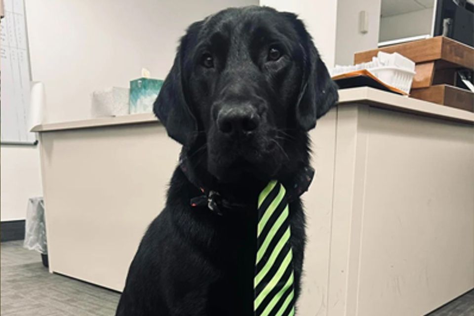 Therapy dog 2