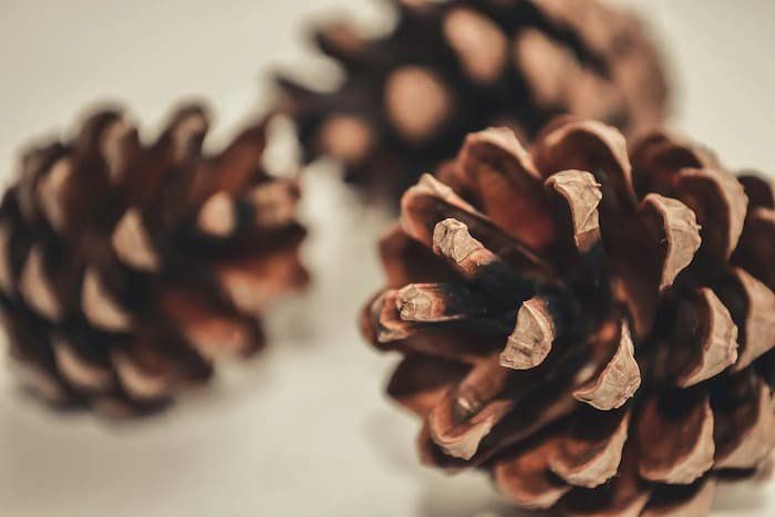 3 pine cones 