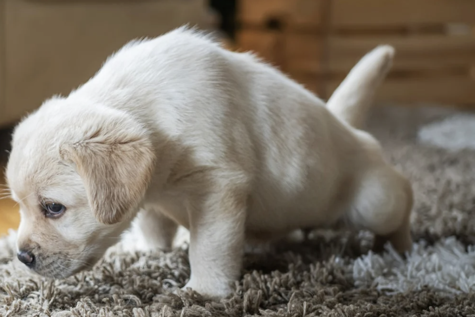folsom, el dorado hills, granite bay, roseville pet stain odor removal