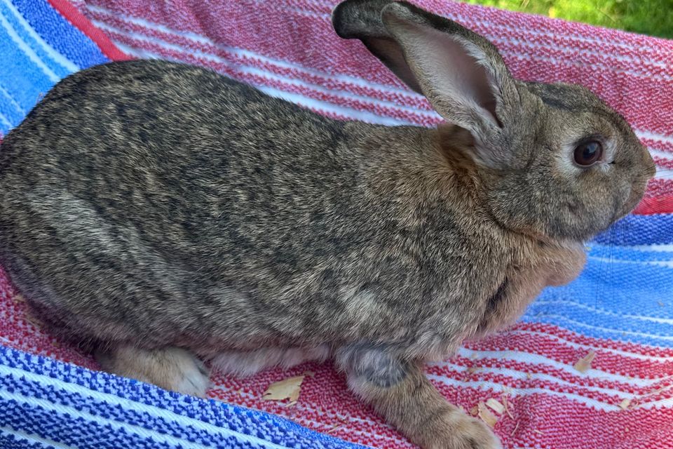 Saffron  flemish giant   new zealand