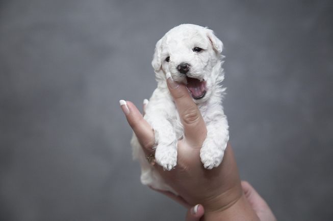 Puppy g35993a242 1920