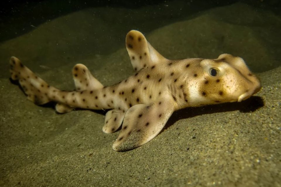 Horn