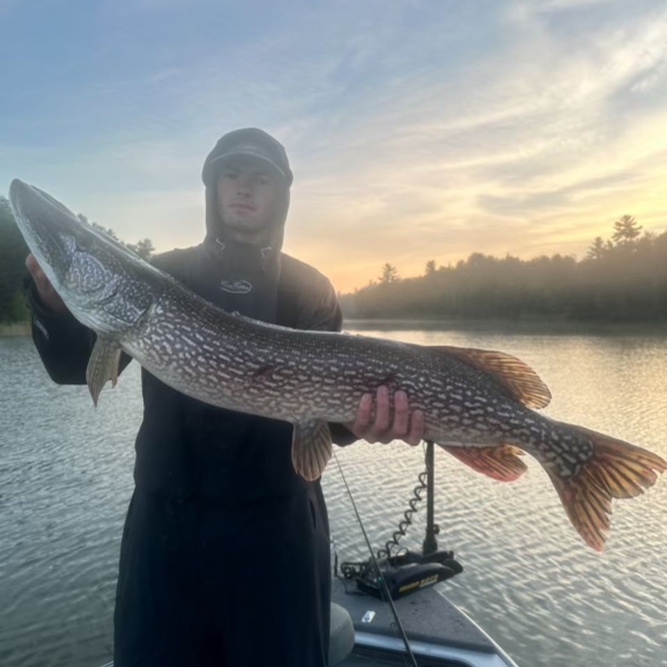 Kade Benjamin of Langhorne caught this 43", 20-pounder while Topwater fishing, in Rainy Lake, Fort Frances, Ontario 