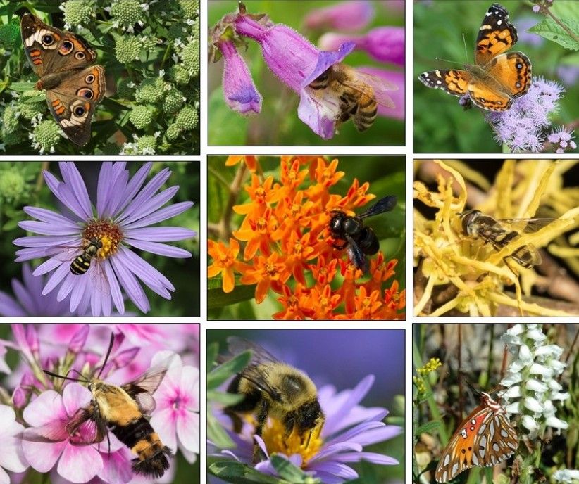 North carolina pollinator