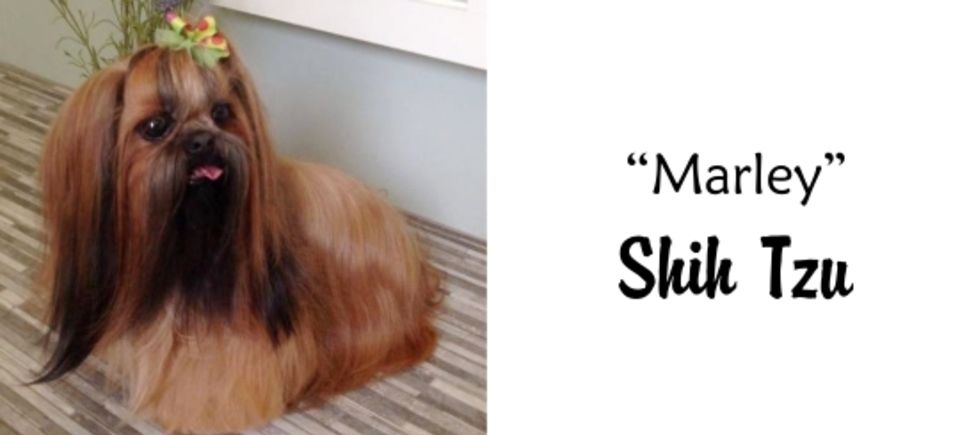 Faces   marley shih tzu20150623 16882 1hvk4gu