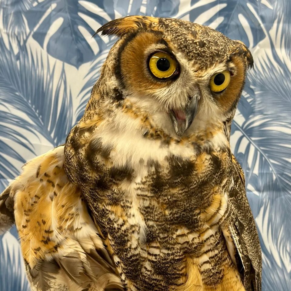 Owl Wild Kritters of Niagara County NY