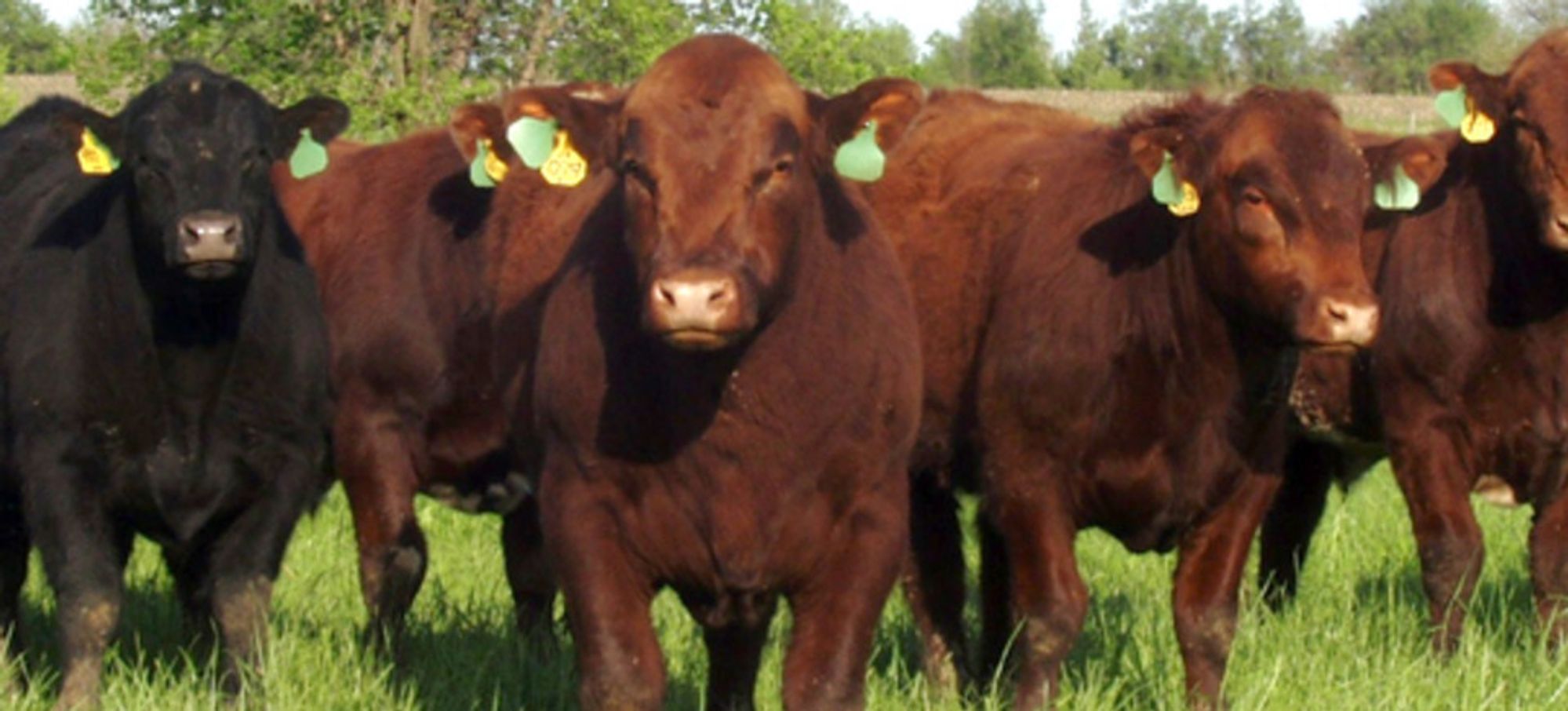 Pipestone Livestock Auction Market Pipestone, Minnesota Complete