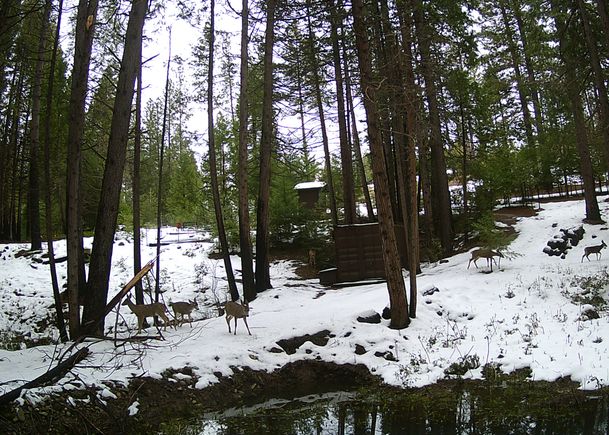 Deerandsnow