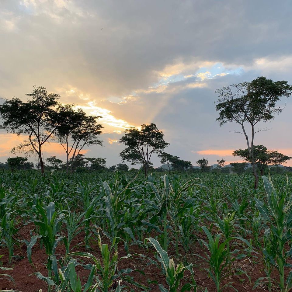 Corn growing on the farm in uganda