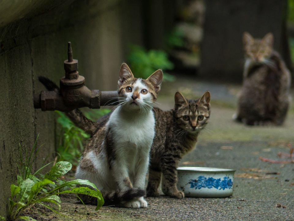 Kittens g9cf2c8b87 1920
