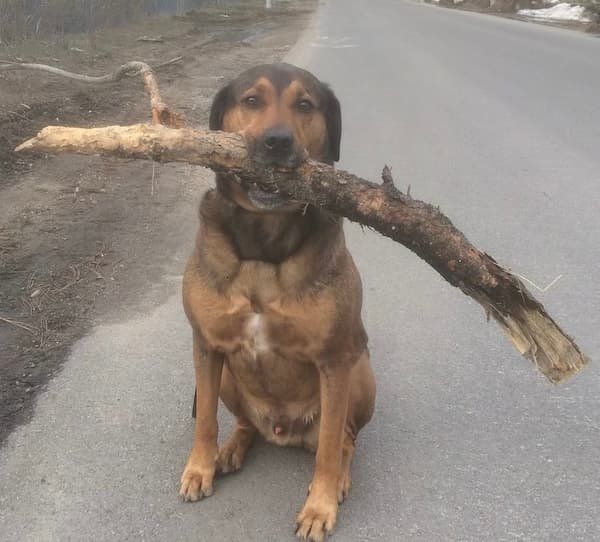 Gunther with an enormous stick (probably a log.)