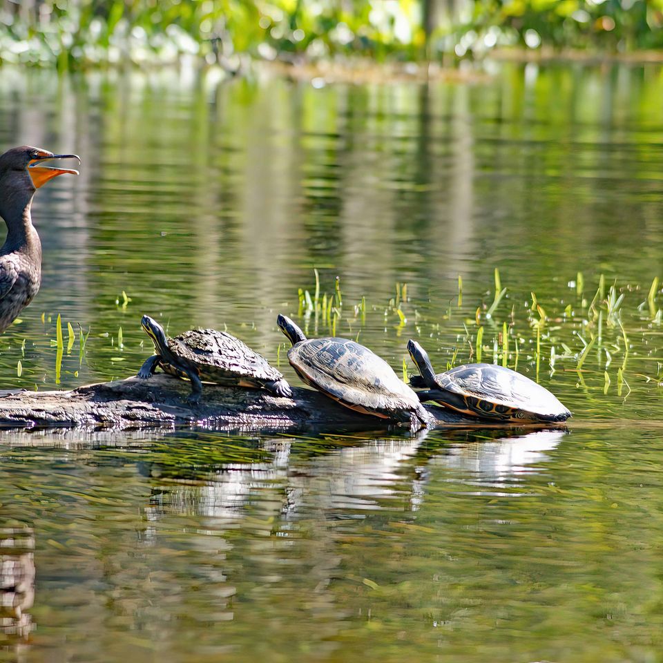 Turtle tales