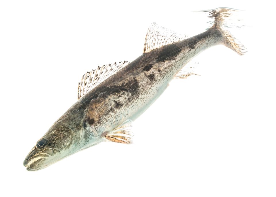 Sauger sam stukel 2019 1