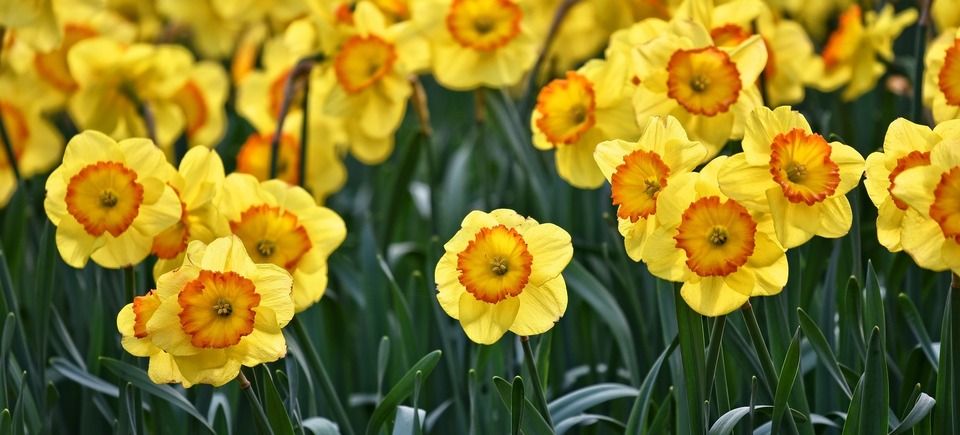 Daffodil ea36b5062f 1920