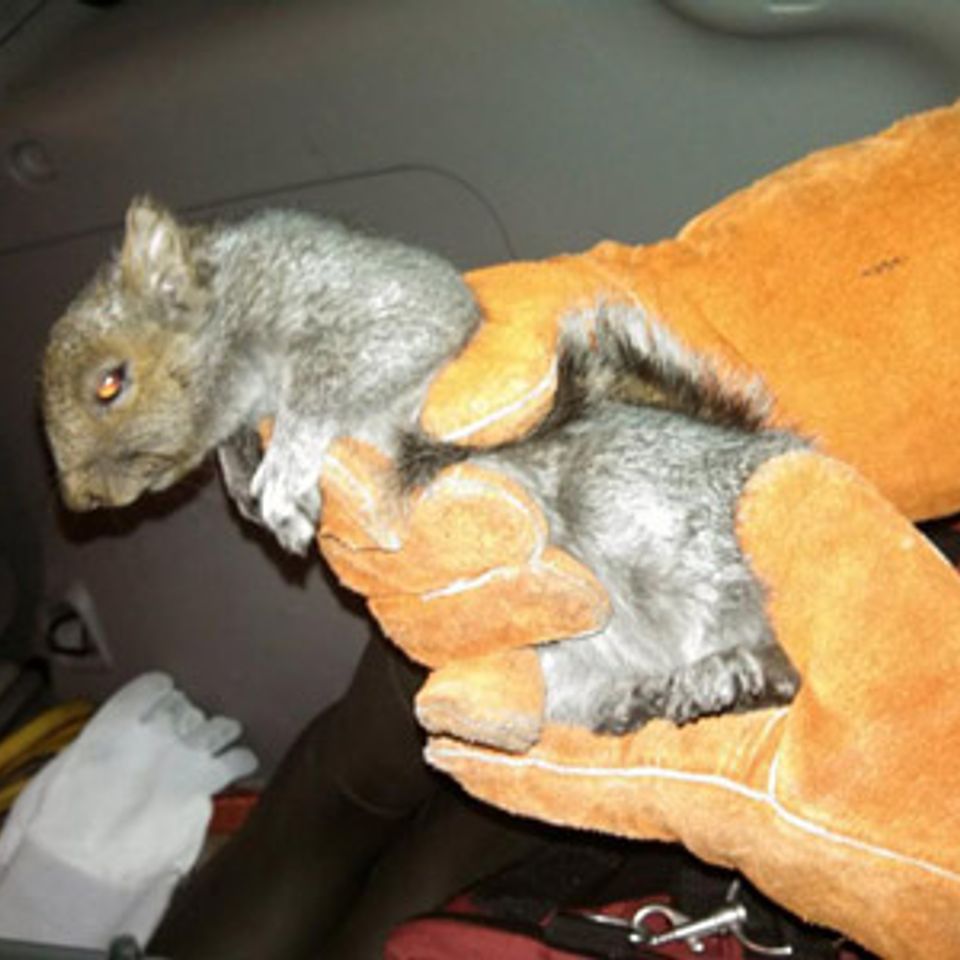 Unexpected visitor 2