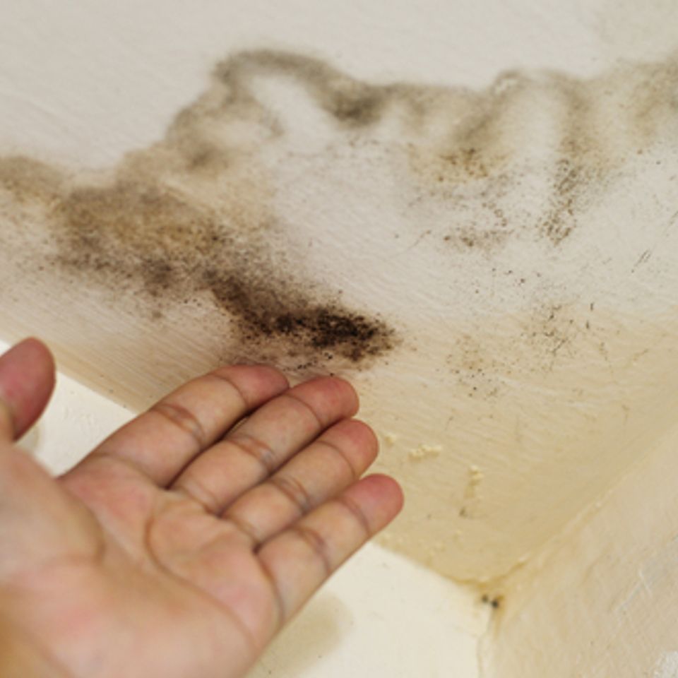 Mold cieling