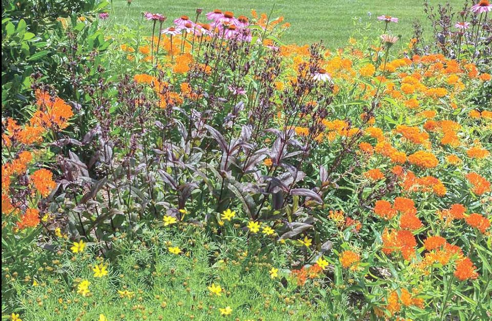 Dark towers and butterflyweed and coreopsis photo credit to egardengo.com