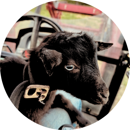 Copy of google photos (8)