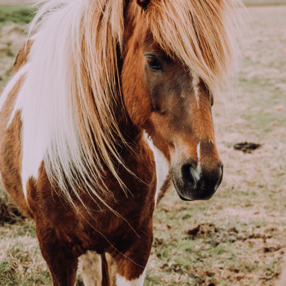 Pony Riding classes