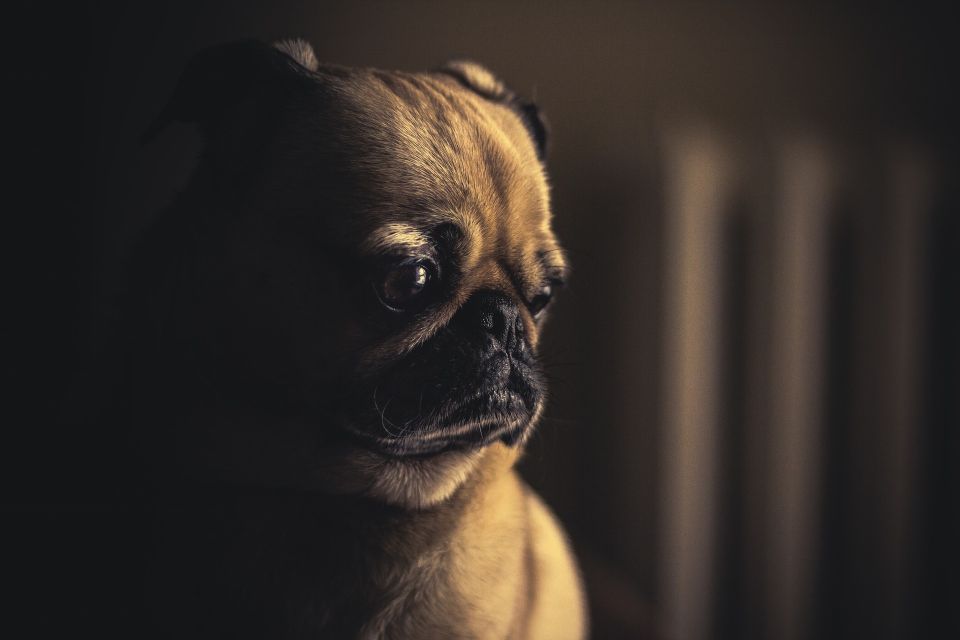 Dog 50e9d5424d 1920
