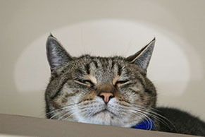 Rufus1