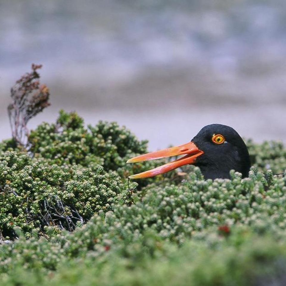 Chuckgraham blackishoystercatcher img09920140912 18447 mao6a