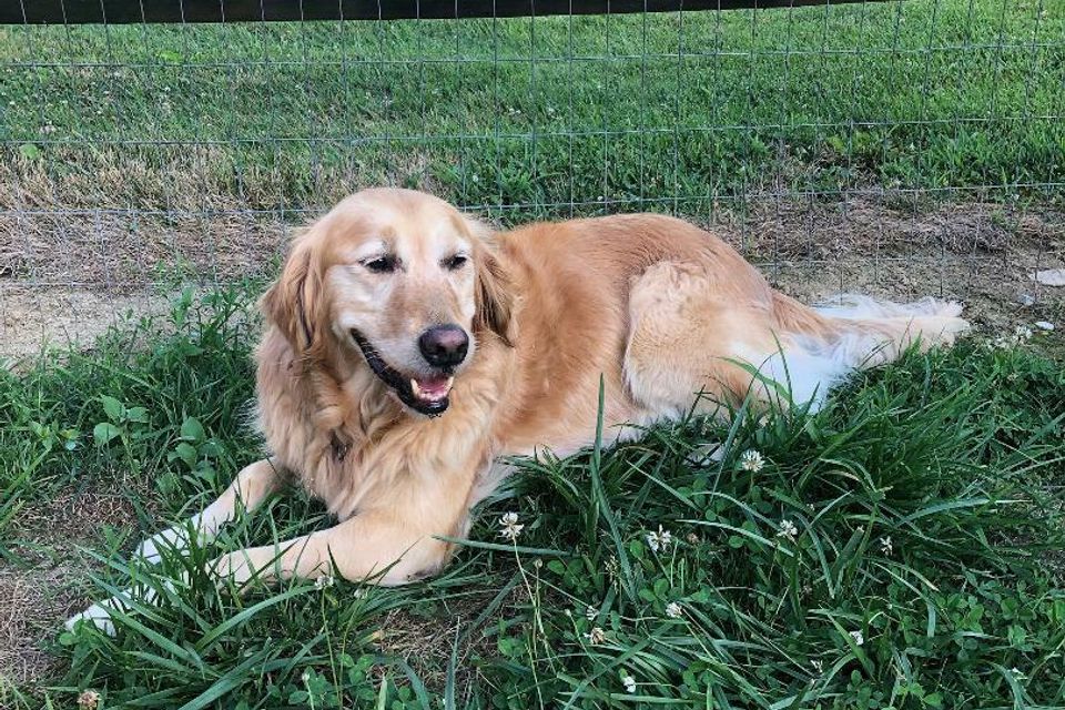 Golden retreiver in grass