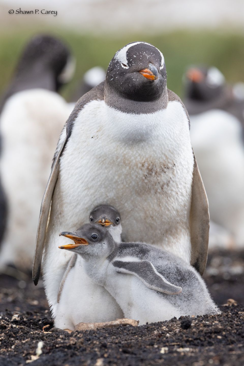 Ass. vall. camera club birds1