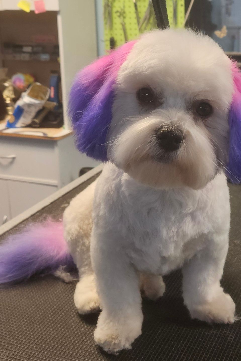 Perky puppy 3