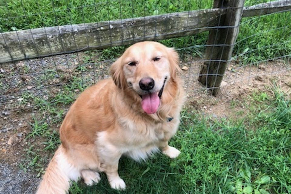 Goldenretreiver