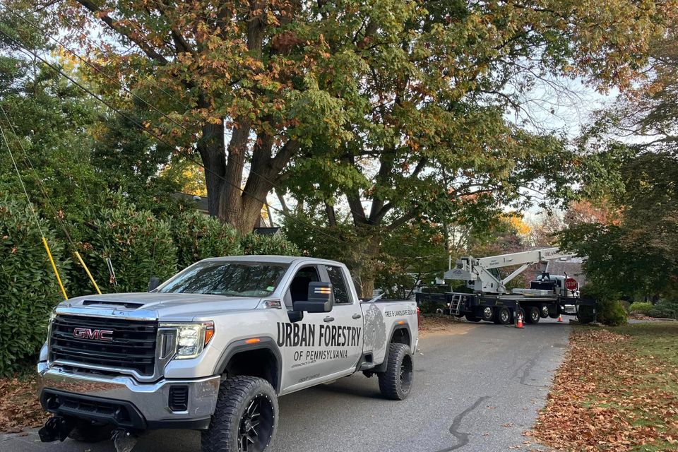 Tree service