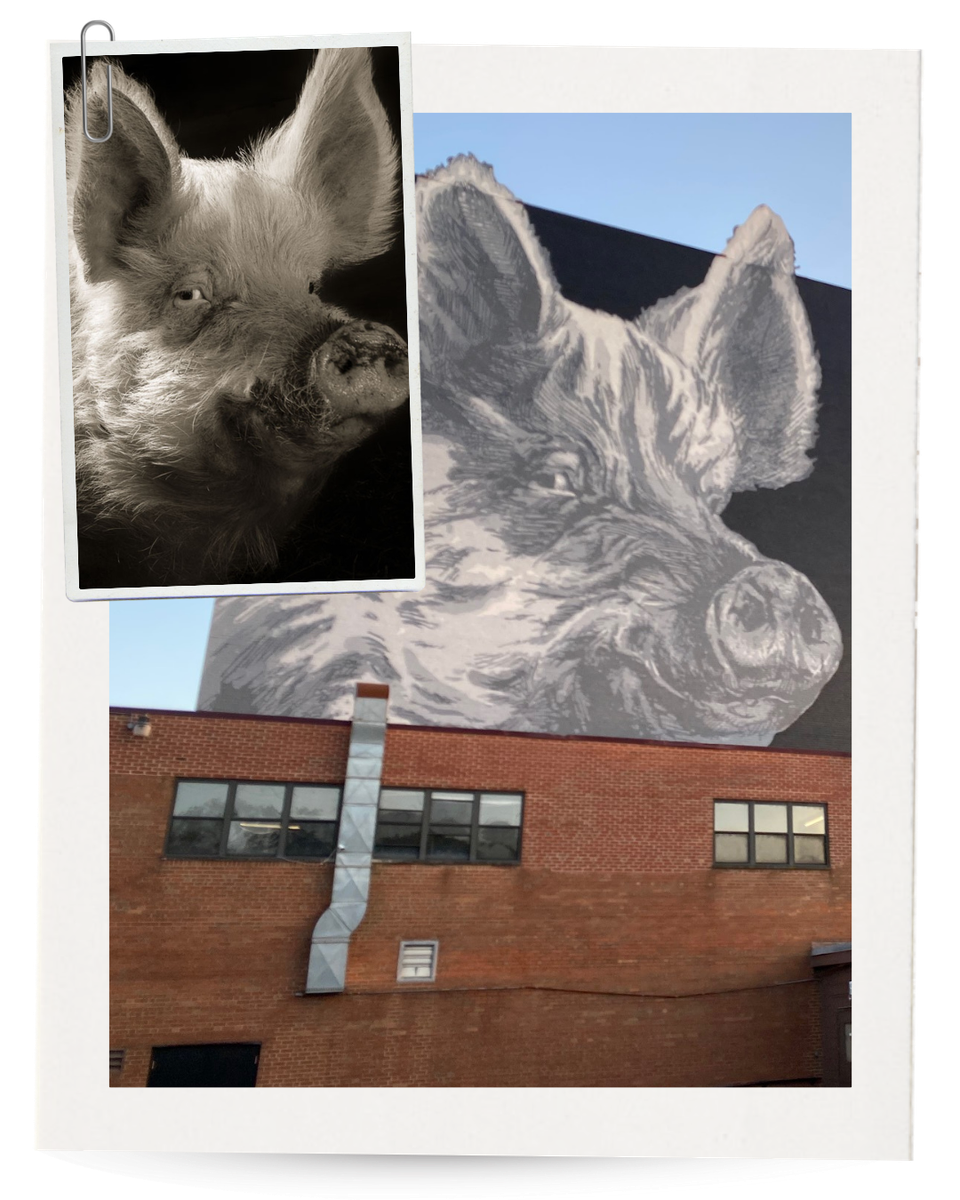 Ginger vs ginger insta post