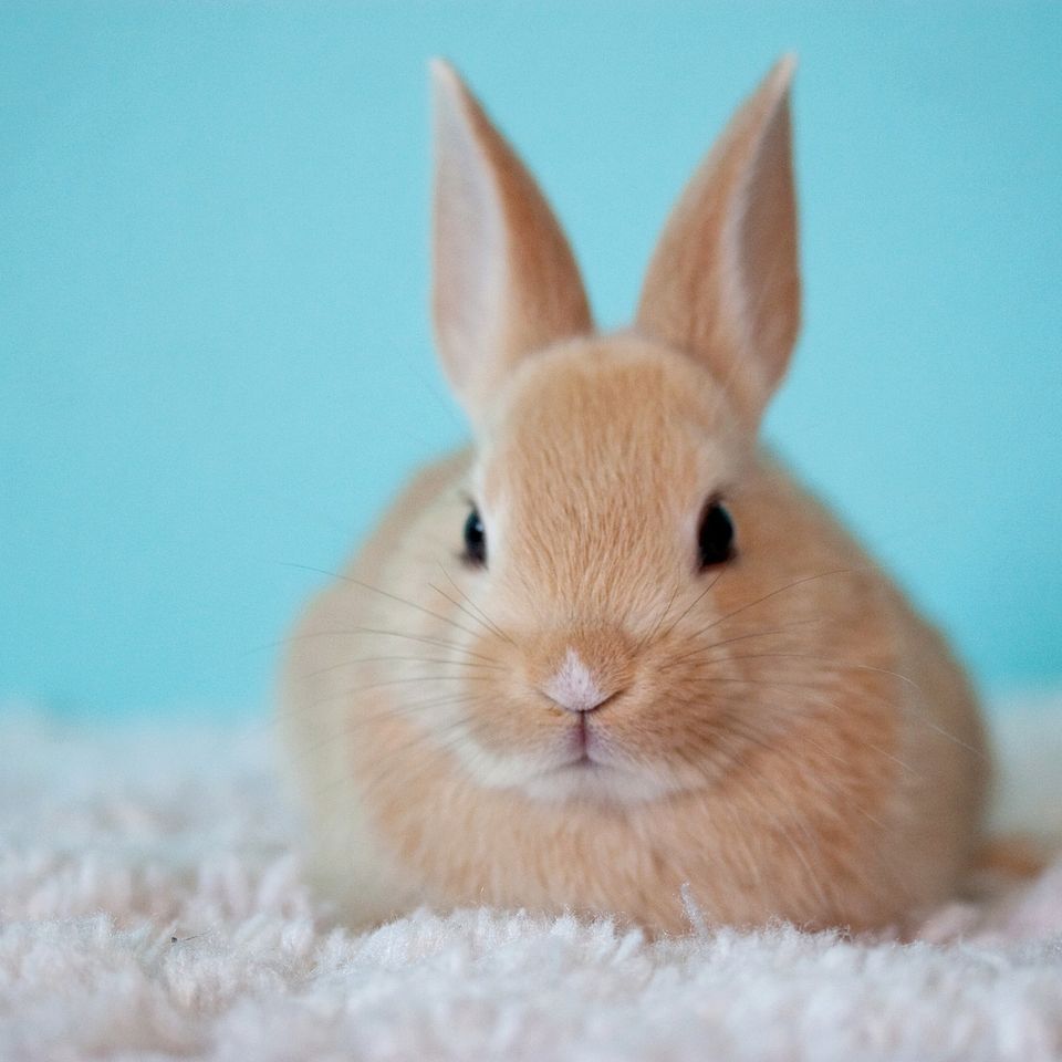 Cute 2500929 192020170814 3816 1l6tqbw