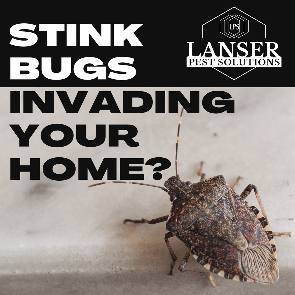 Stink bugs invading your home