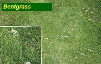 Grass 5