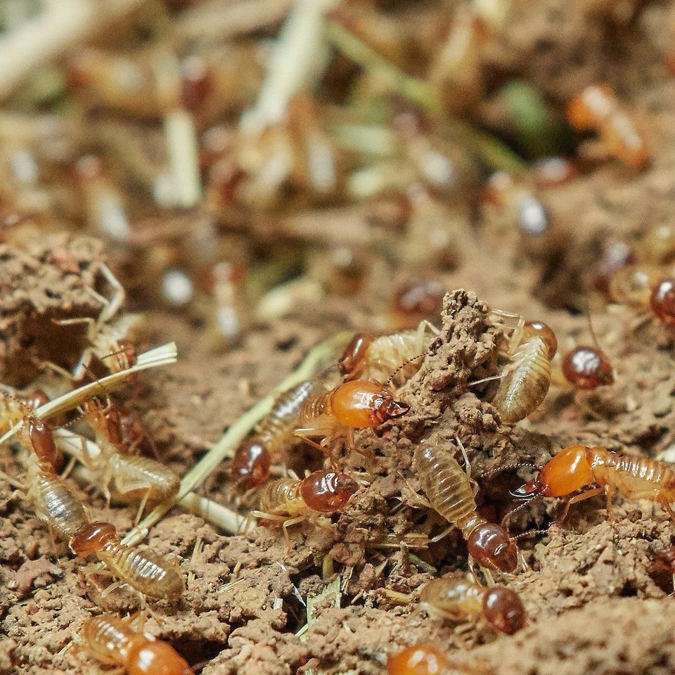 Termites Xpert Pest Solutions 
