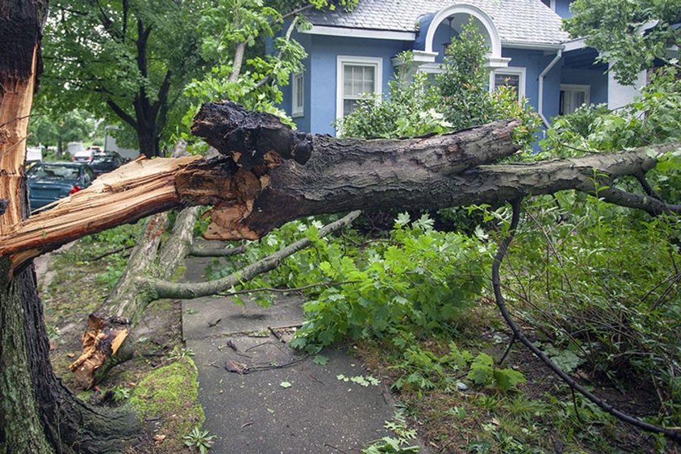 Who is responsiable for fallen tree