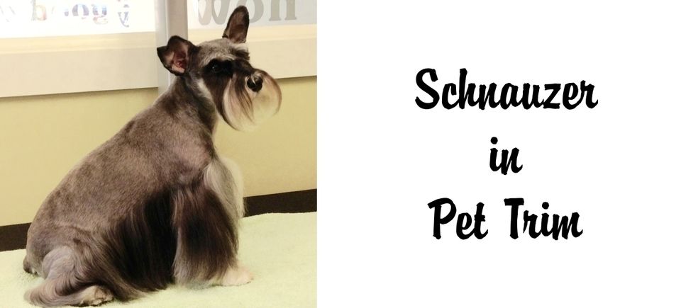 Faces   schnauser pet trim20150715 7422 1ye6jyj