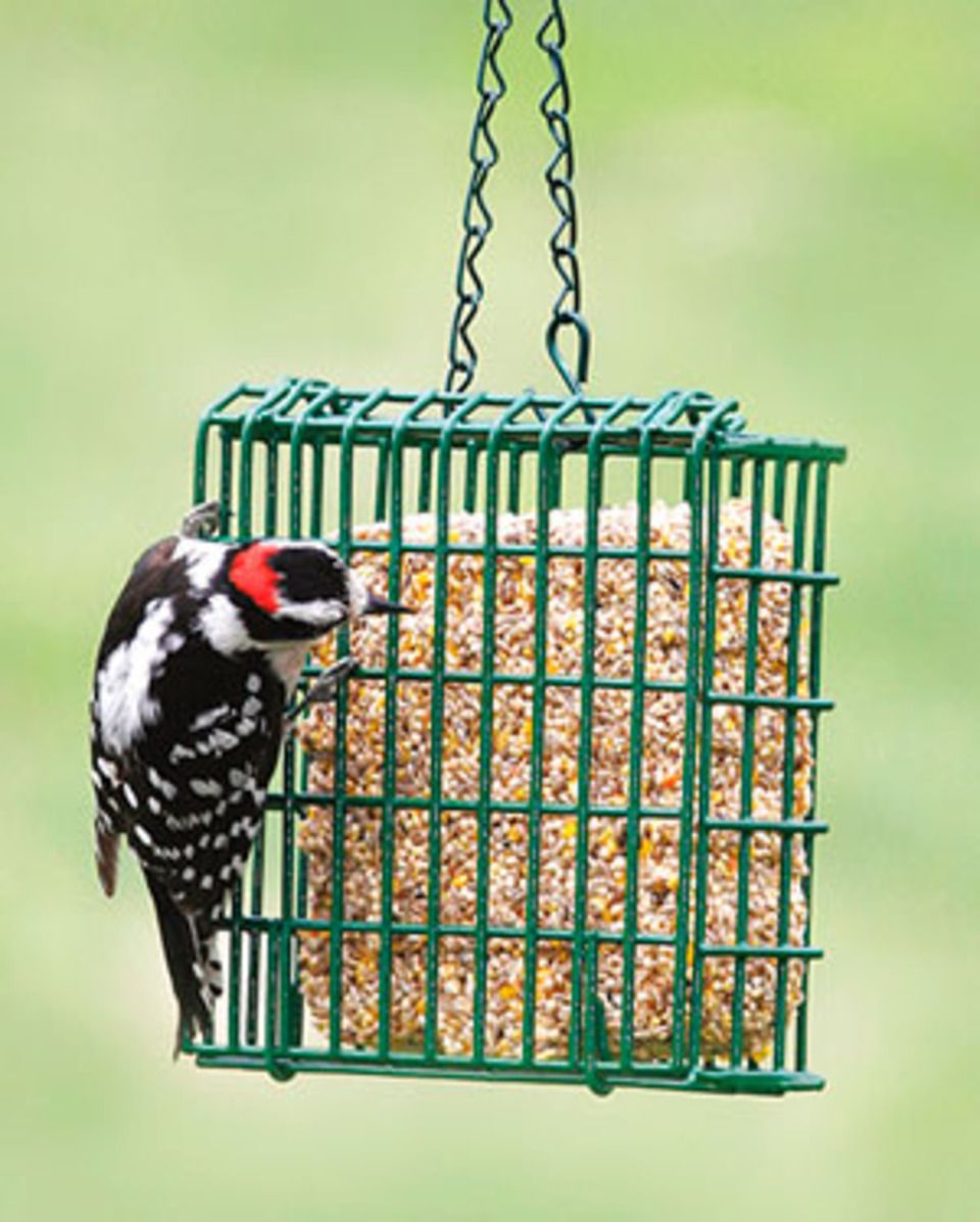Bird eating cake20140613 23774 1w0mocy