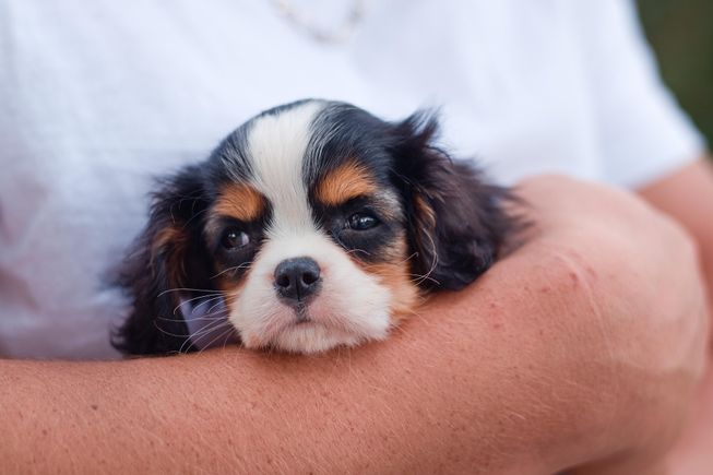 Dog gd67fbf102 1920