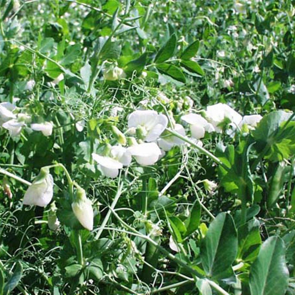 Spring forage peas blooming - Seeds available at Eastern Colorado Seed.