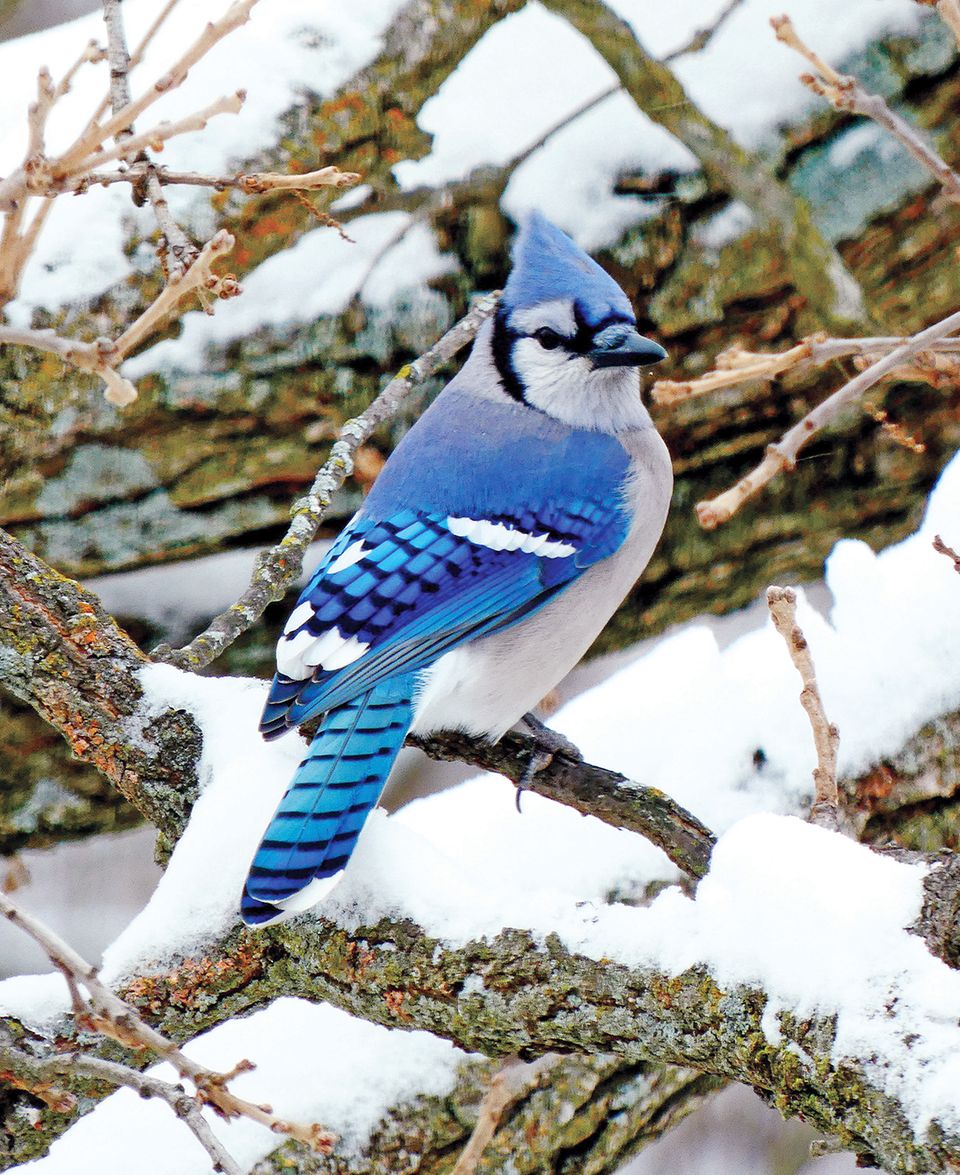 Hartbluejayjan2023