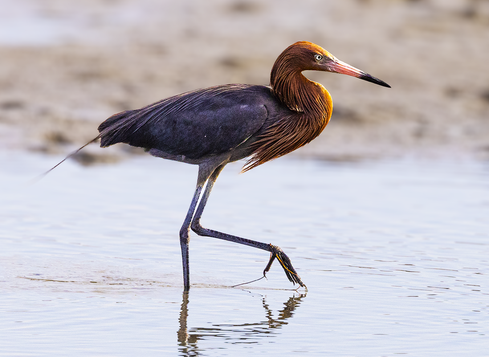 Reddish Egrets are a fun bird for birders and bird photgraphers to watch as they frolic in the water.