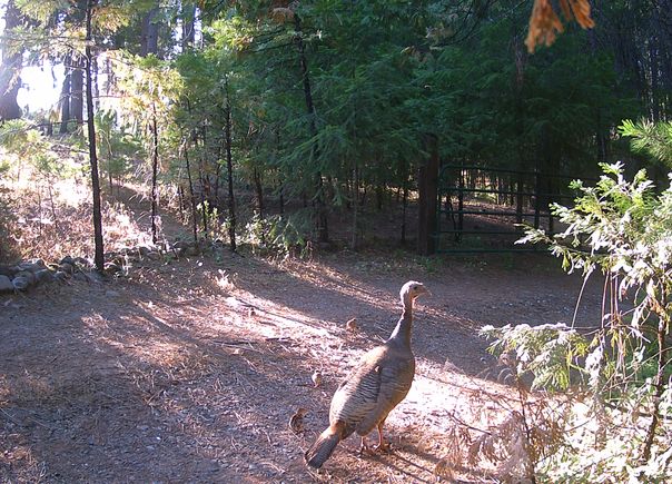 Turkeynbabies