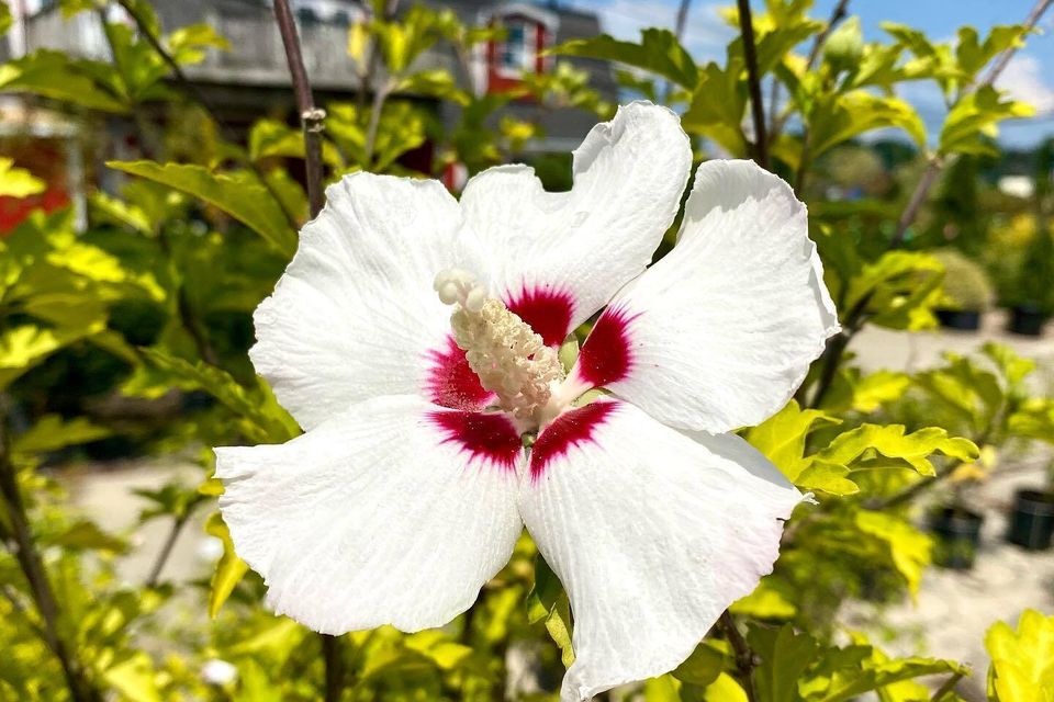 5a