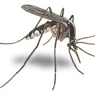 Mosquitos1
