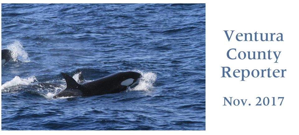 Vc reporter orca 201720180202 29986 1uqiom6